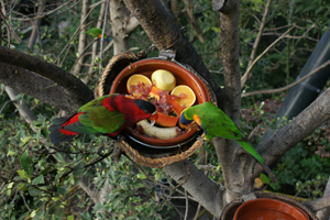 Vögel beim Essen in einem Baum im Aquillas Park in Chayofa 